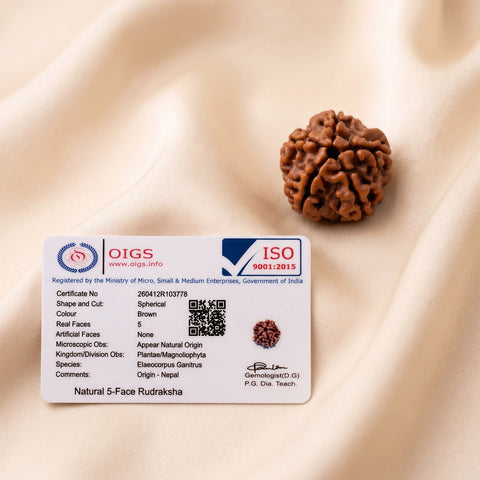 Natural 5 Mukhi Nepali Rudraksha (Paanch Mukhi)