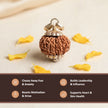 Natural 12 Mukhi Nepali Rudraksha – Surya's Leadership & Power