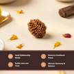 Natural 2 Mukhi Nepali Rudraksha – Harmony & Relationship Balance