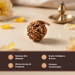 Natural Ganesh Rudraksha – Obstacle Removal & Success