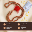 8 mukhi rudraksha mala