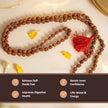 3 mukhi rudraksha mala
