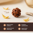 Natural 6 Mukhi Nepali Rudraksha – Confidence & Communication