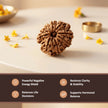 Natural 10 Mukhi Nepali Rudraksha – Lord Vishnu's Protection & Peace