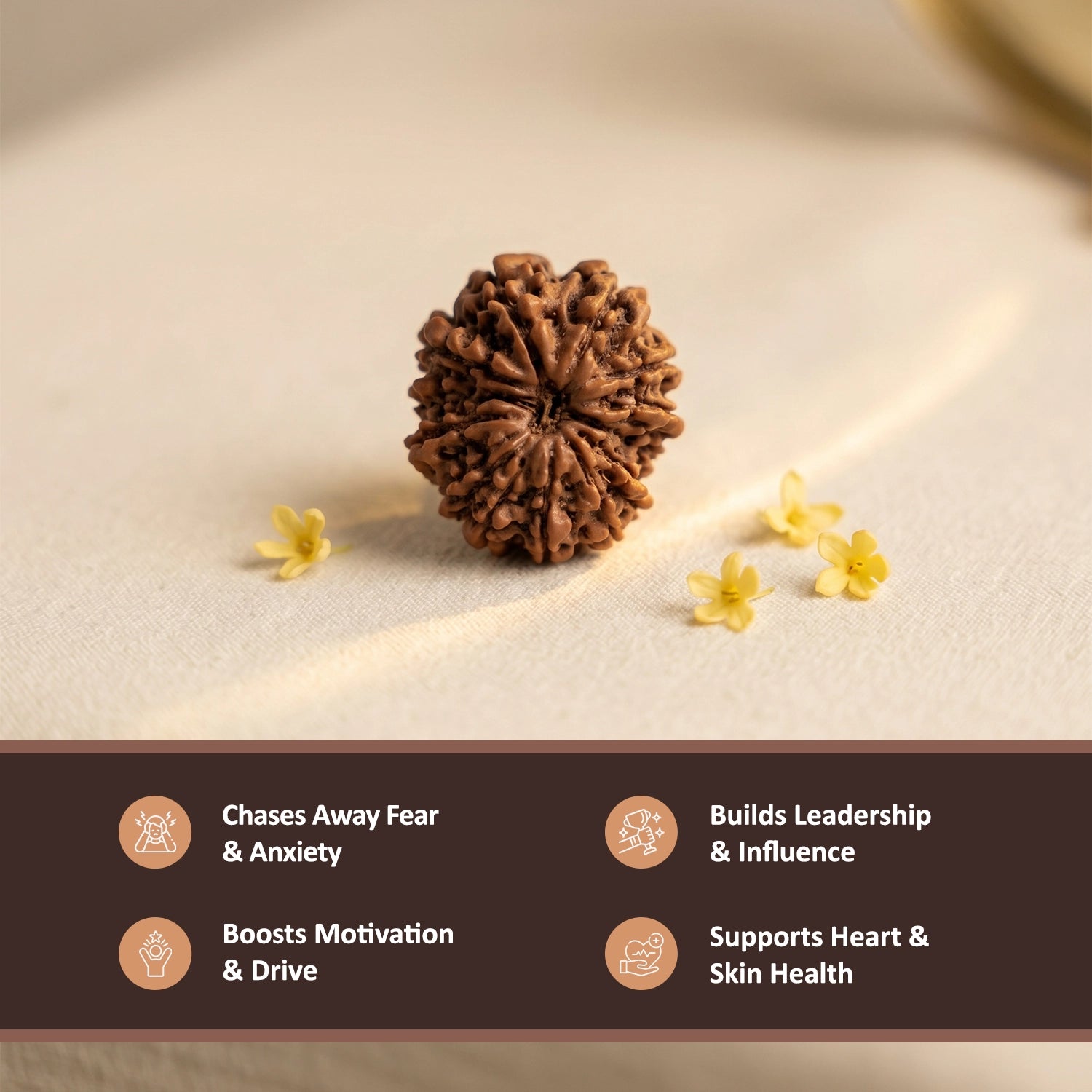 Natural 12 Mukhi Nepali Rudraksha – Surya's Leadership & Power