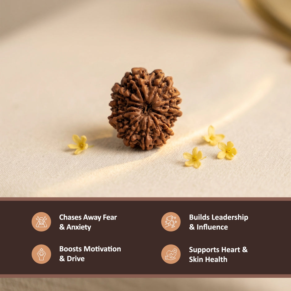 Natural 12 Mukhi Nepali Rudraksha – Surya's Leadership & Power