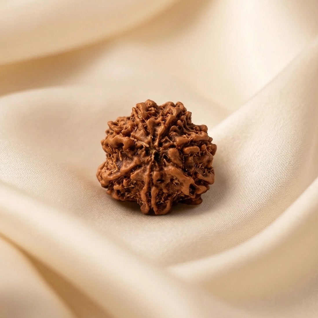 Natural 7 Mukhi Nepali Rudraksha – Wealth & Stability