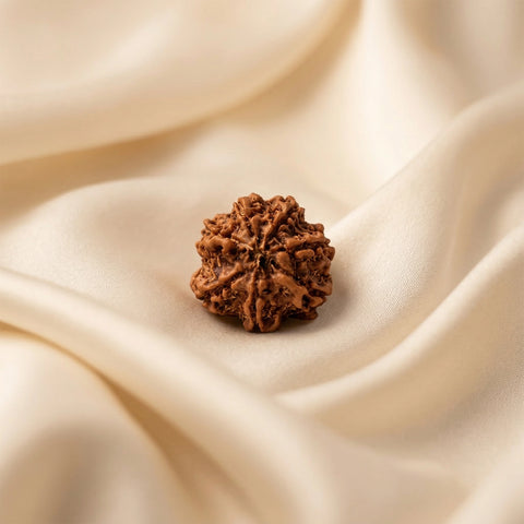 Natural 7 Mukhi Nepali Rudraksha – Wealth & Stability