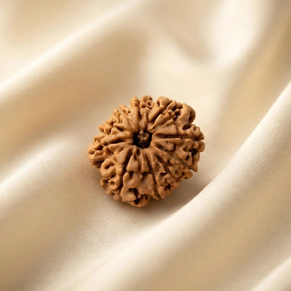 Natural 10 Mukhi Nepali Rudraksha – Lord Vishnu's Protection & Peace