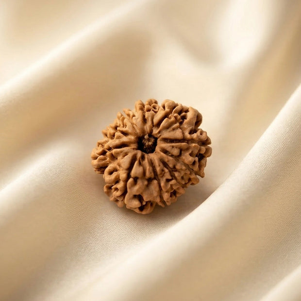 Natural 10 Mukhi Nepali Rudraksha – Lord Vishnu's Protection & Peace