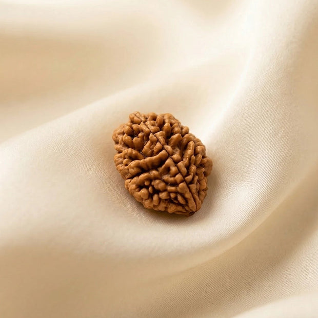 Natural 2 Mukhi Nepali Rudraksha – Harmony & Relationship Balance