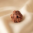 Natural 3 Mukhi Nepali Rudraksha – Confidence & Past Karma Healing