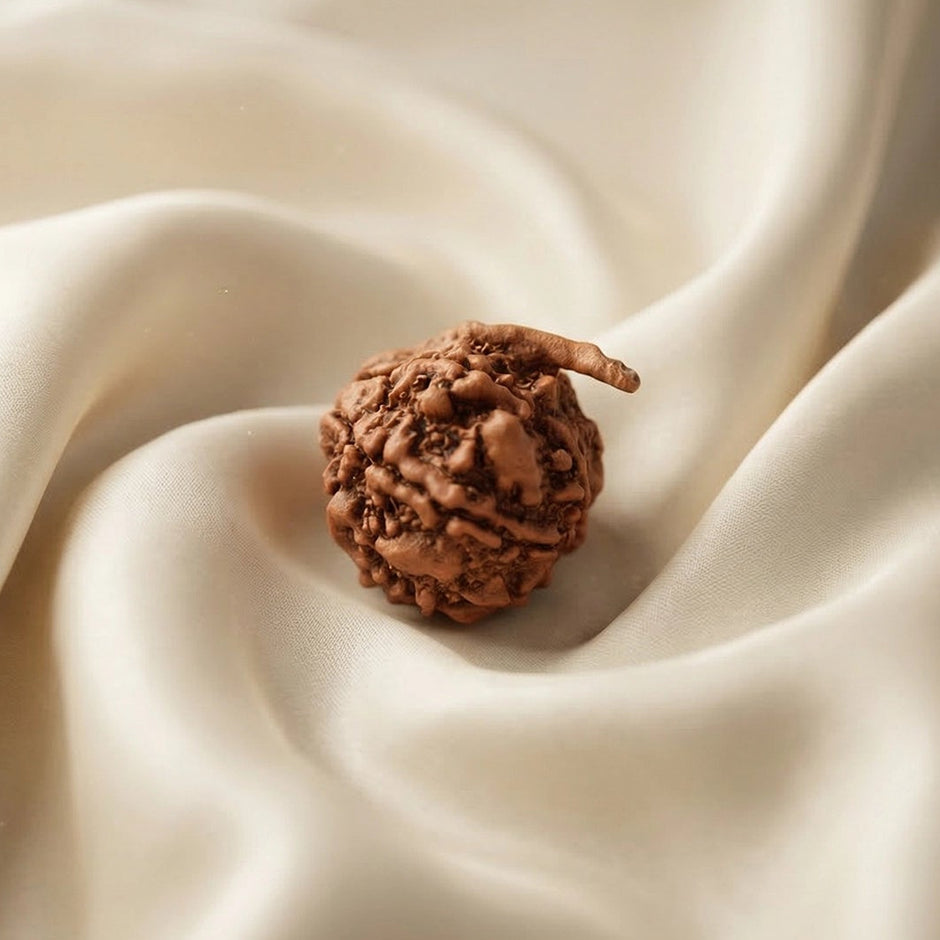 Natural Ganesh Rudraksha – Obstacle Removal & Success