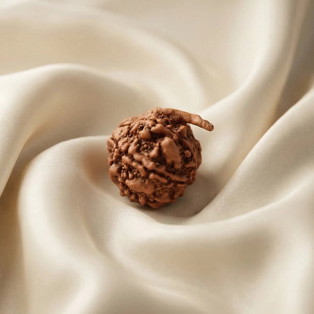 Natural Ganesh Rudraksha – Obstacle Removal & Success