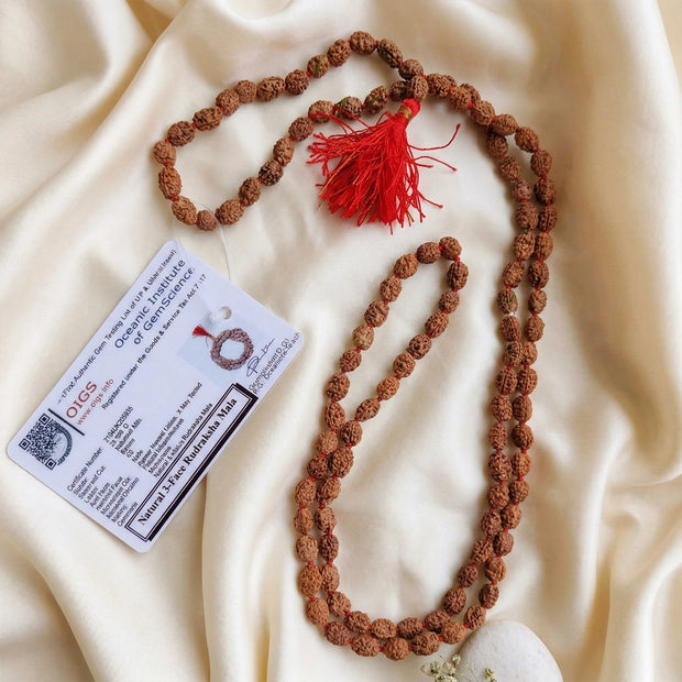 3 mukhi rudraksha mala