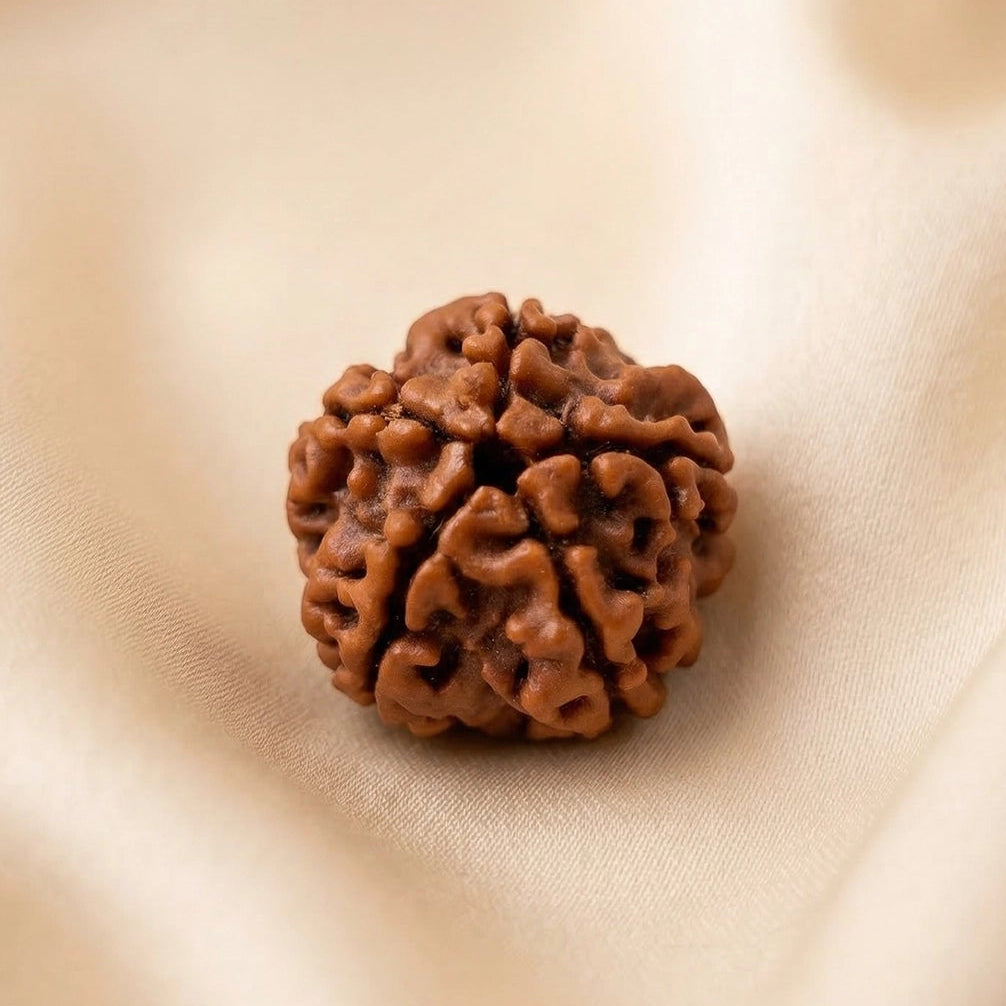 Natural 5 Mukhi Nepali Rudraksha – Peace & Protection