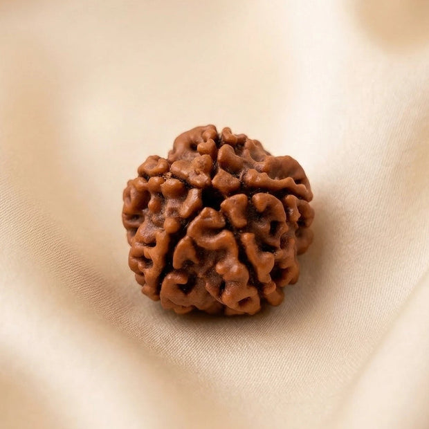 Natural 5 Mukhi Nepali Rudraksha – Peace & Protection