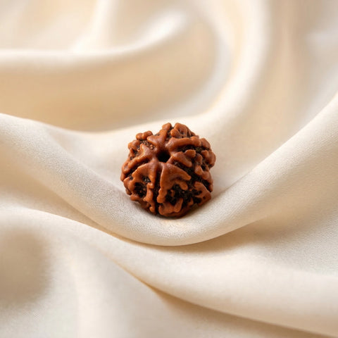 Natural 6 Mukhi Nepali Rudraksha – Confidence & Communication