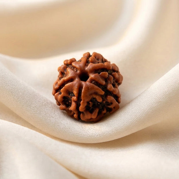 Natural 6 Mukhi Nepali Rudraksha – Confidence & Communication