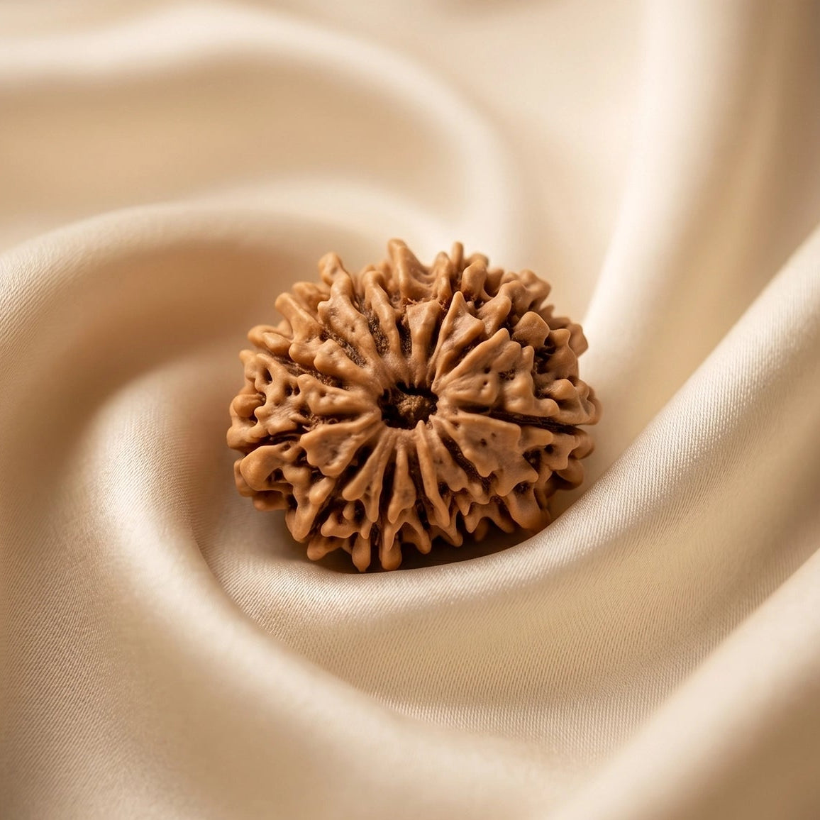 Natural 13 Mukhi Nepali Rudraksha – Attraction, Confidence & Success