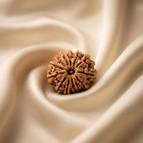 Natural 13 Mukhi Nepali Rudraksha – Attraction, Confidence & Success