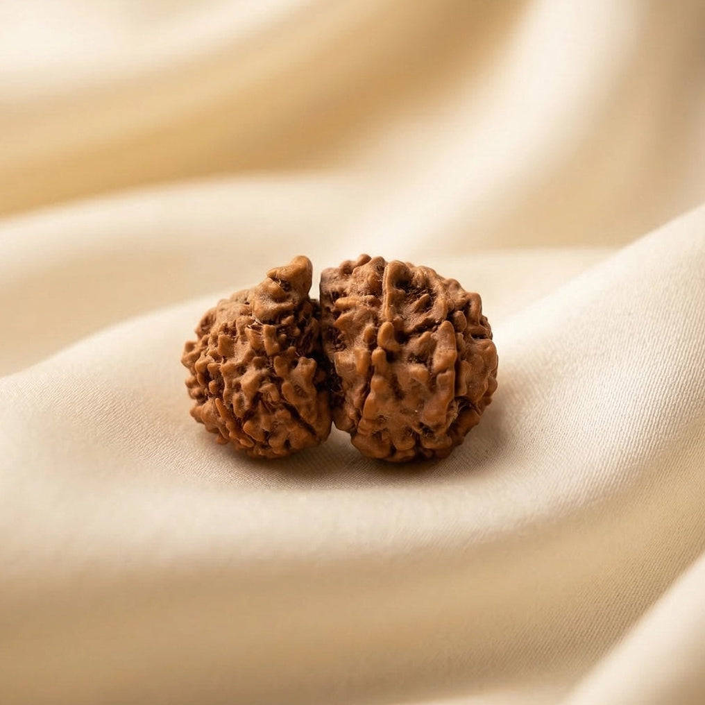 Natural Gauri Shankar Rudraksha – Love, Harmony & Relationship Healing