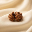 Natural Gauri Shankar Rudraksha – Love, Harmony & Relationship Healing