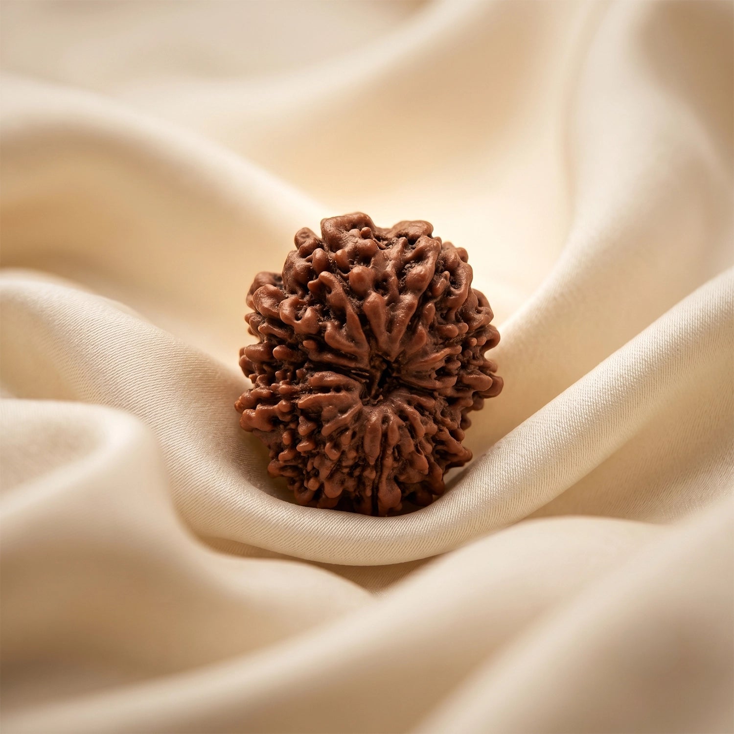 Natural 12 Mukhi Nepali Rudraksha – Surya's Leadership & Power